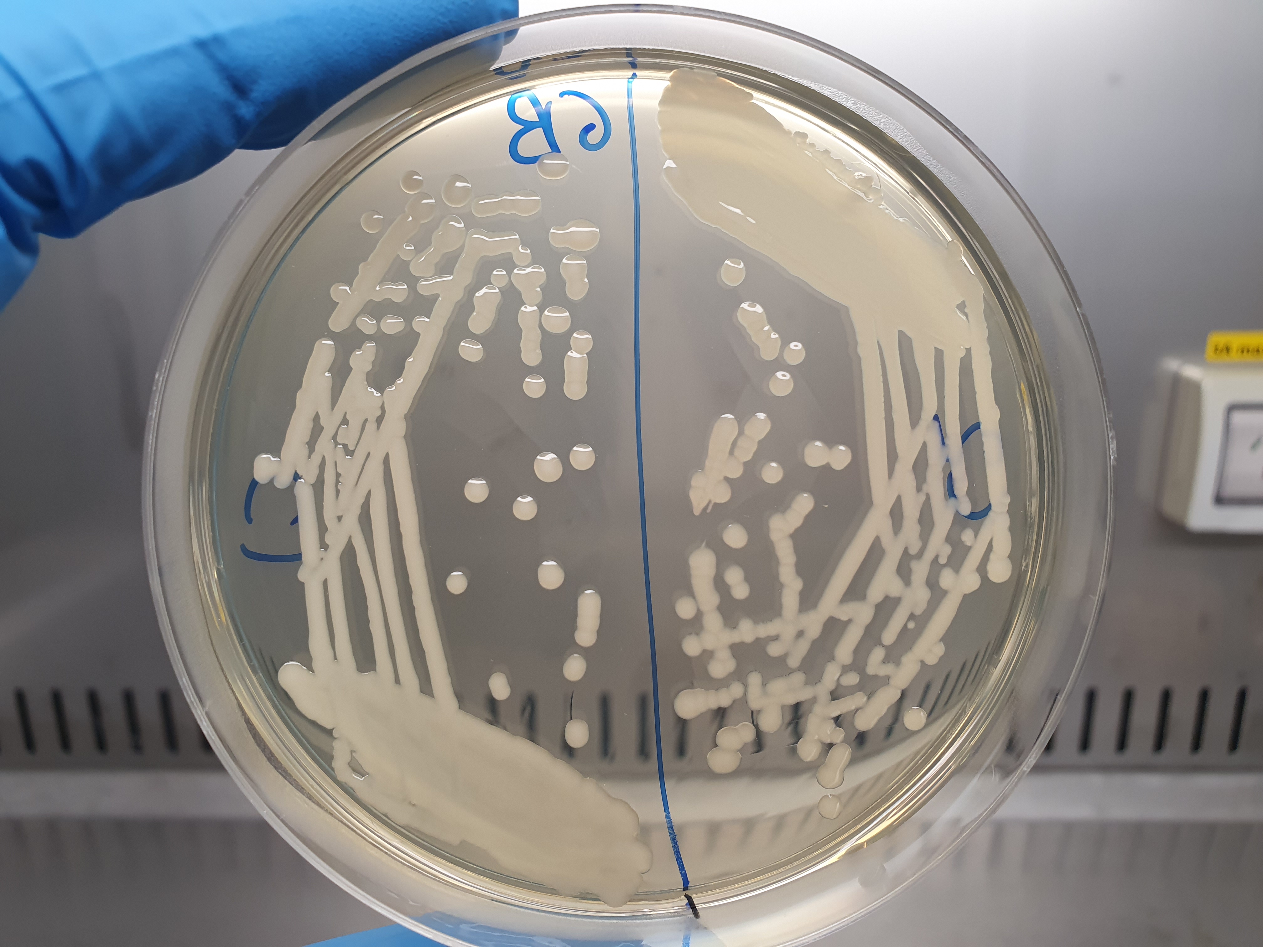 Klebsiella pneumoniae isolates on an LB agar plate