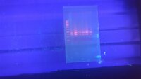 A DNA gel on a UV-transilluminator prior to gel purification and cloning, performed at RMIT University. For article: https://doi.org/10.1128/AEM.00392-21