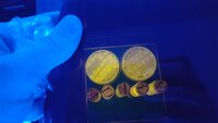 Ligalactobacillus agilis La3 transformed with recombinant vectors I constructed, allowing expression of fluorescent protein CreiLOV. Performed at RMIT University for article: https://doi.org/10.1128/AEM.00392-21
