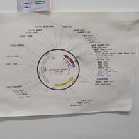 A plasmid map we made to assign a people to a bin roster at the Department of Microbiology, Monash University
