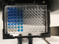 A Bradford protein assay I ran to do a semi-quantitative analysis of my purified protein, as we did not have an antibody. For article: https://doi.org/10.1038/s41598-020-74332-1