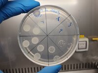 The spot plate method to quantify CFU/mL. Performed at The Department of Infectious Diseases, Monash University. For article: https://doi.org/10.1371/journal.pbio.3003559