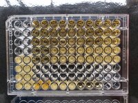 A growth inhibition assay of Plantacyclin against indicator strains to quantify growth inhibition. For article: https://doi.org/10.1038/s41598-020-74332-1