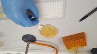 A patch plate I am taking Ligalactobacillus agilis La3 transformants from, so I can bead-beat them in a 96-well plate to perform PCR. For article: https://doi.org/10.1128/AEM.00392-21
