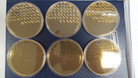 Patch plates of transformed Ligalactobacillus agilis La3, confirming successful double-crossover chromosomal mutagenesis via positive and negative resistance profiles. For article: https://doi.org/10.1128/AEM.00392-21