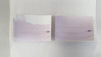 A Western blot confirming the expression of recombinant NetB from the chromosome of Ligalactobacillus agilis La3 after 100 generations (n=3 colonies per passaging culture). For article: https://doi.org/10.1128/AEM.00392-21