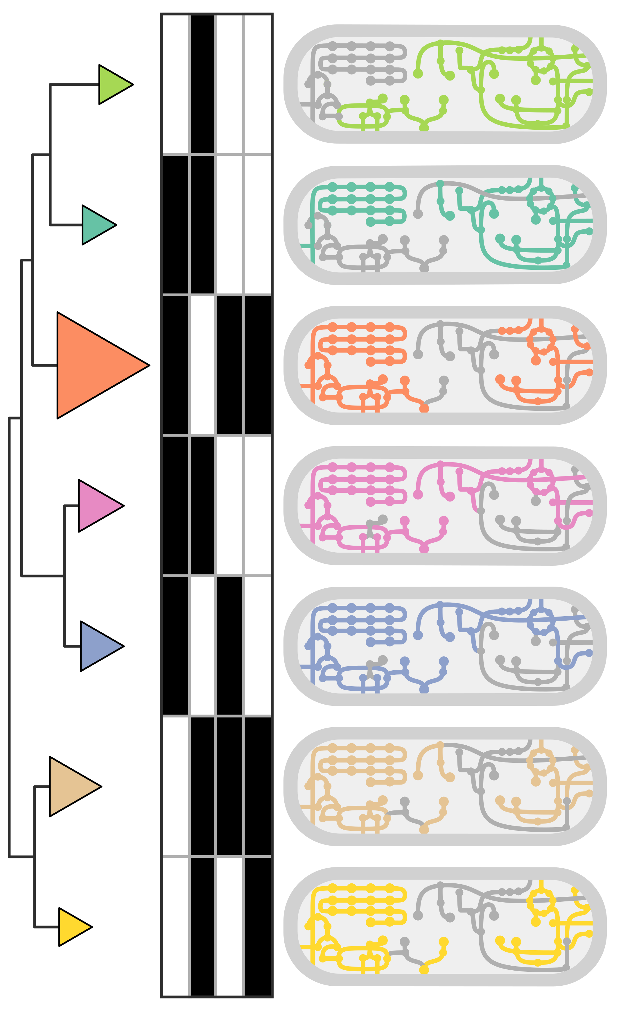 Klebsiella pneumoniae species next to a heatmap of metabolic traits. The traits are coloured in either white indicating absense of a trait, or black, indicating presence of a metabolic trait